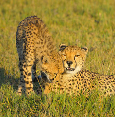 Gepardin mit Tochter