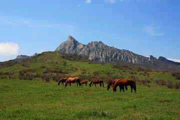 Fototapeta na wymiar Grazing horses. Photo 9335