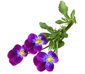 Peel and stick wall murals Pansies Pansy