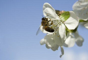 sour cherry flower and bee