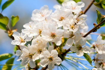 Obraz premium cherry blossom close-up