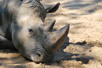 Portrait de rhinoceros