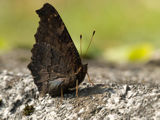 Schmetterling