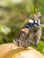 Schmetterling