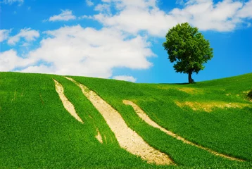 Gordijnen Helder zomerlandschap met groen veld  boom en blauwe lucht © ELyrae