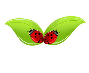 vector leaf with ladybird