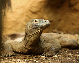 Portrait of a Komodo Dragon