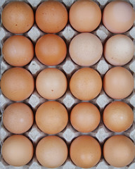 eggs in a protective container