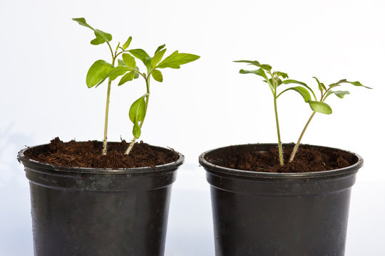Tomatenpflanze, Tomato plant