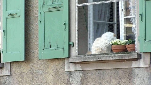 Cat at a window