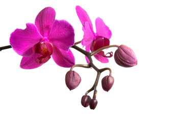 Orchidee