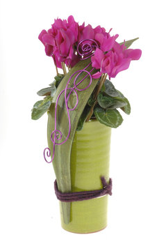 Cyclamen in einer Vase mit Bl&uuml;ten