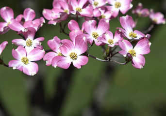 Pink Dogwood on Green Background