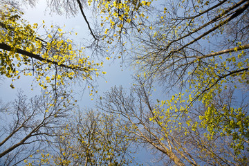 crown of trees in beautiful light