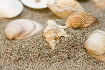 Shells souvenirs on sand