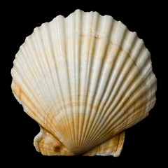 Shell