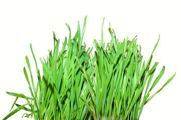 Grass isolated on white.