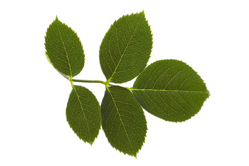 Fototapeta na wymiar rose leaf isolated on the white background