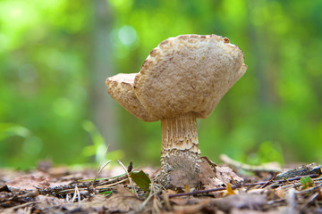 Fungus