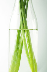 Fototapeta premium fresh green stems of daffodil in water