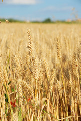 Wheat field