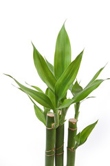 Obraz premium The bamboo plant