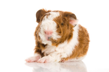 newborn guinea pig. texel