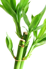 Obraz premium The bamboo plant