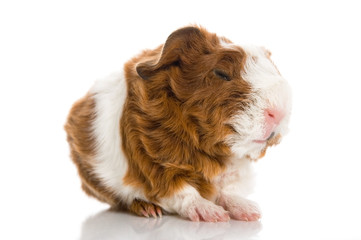 newborn guinea pig. texel