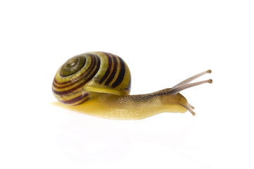snail isolated on the white