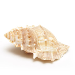 Sea Shell