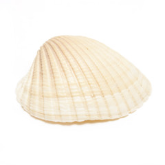 Sea Shell