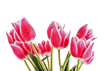 Red Tulips isolated on white.