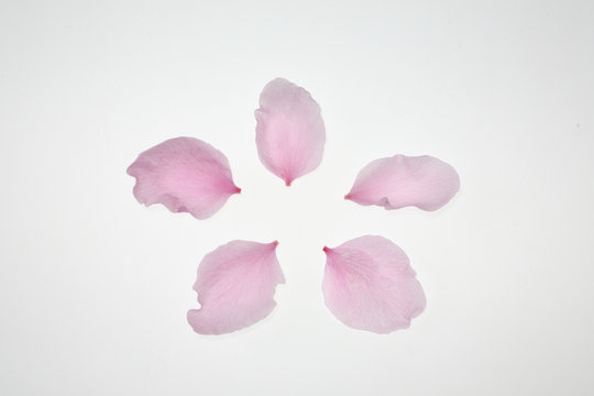 2 Best 桃ノ花ビラ Images Stock Photos Vectors Adobe Stock 2 Best 桃ノ花ビラ Images Stock Photos Vectors Adobe Stock