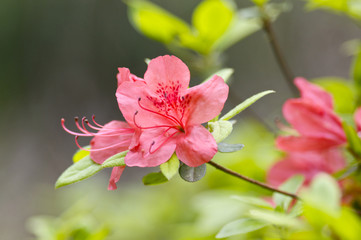 ヤマツツジの花