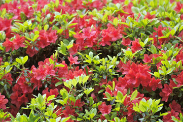 ヤマツツジの花