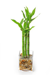 The bamboo plant