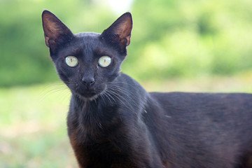 Wild animals. The closeup of wild cat.