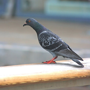 Pigeon