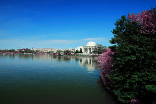 Washington DC Cherry blossom festival