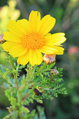 Spring flowers