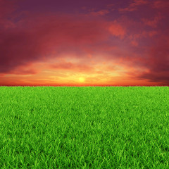 Sunny background with green grass and red sky