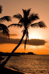 Palm On the Beach