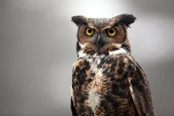 Crédence de cuisine en verre imprimé Hibou Great Horned Owl