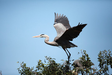 Great Blue Heron Taking Off