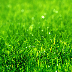 green grass background