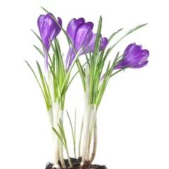 Wall murals Crocuses crocus bouquet isolated on white