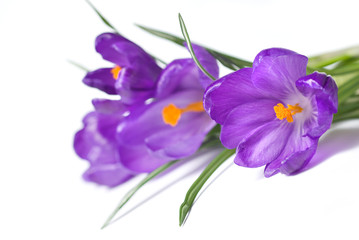 crocus bouquet isolated on white