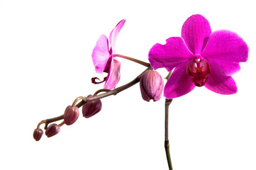 Orchidee