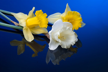 white and yellow narcissus on blue background